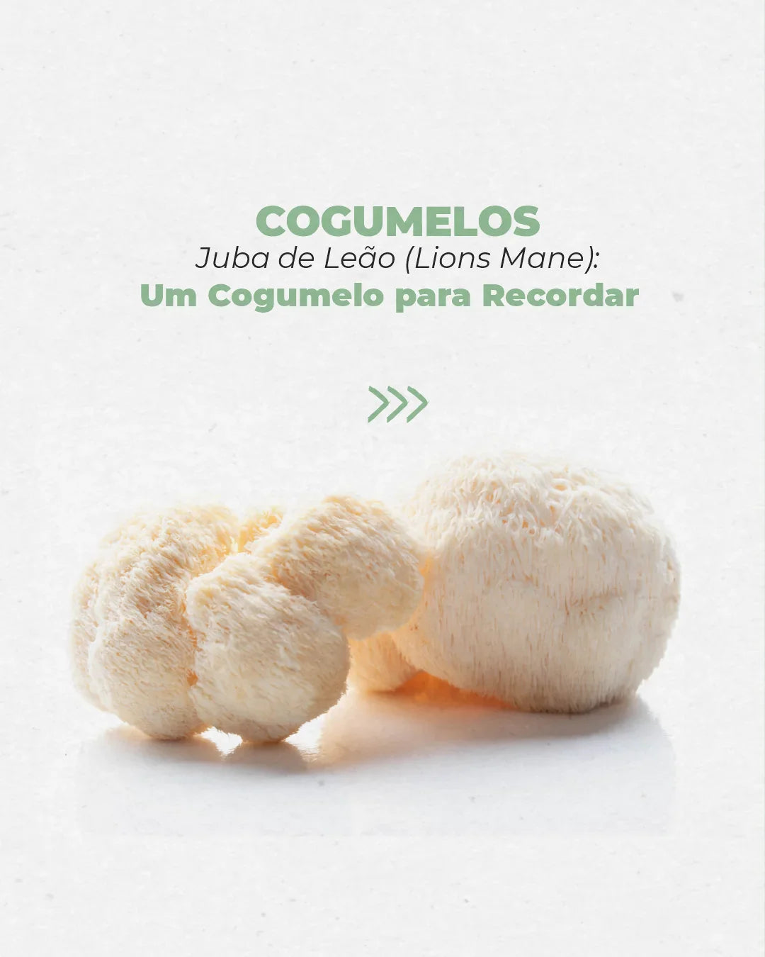 Lions Mane: Um Cogumelo para Recordar